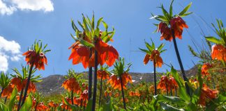 جاهای دیدنی خمین | تماشای معماری قاجاری