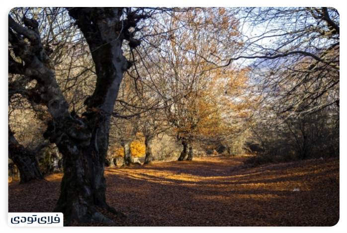 پاییز شمال کجا برویم پاییز شمال کجا برویم؟ | محبوب ترین جاذبه های پاییزی شمال