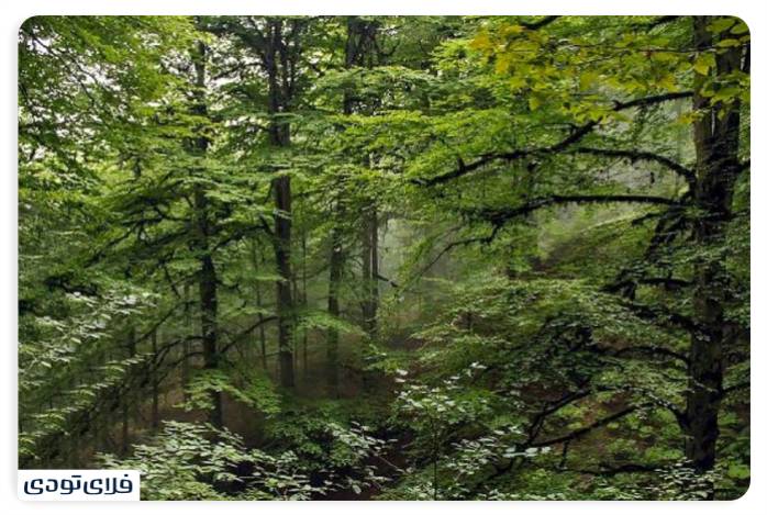 پاییز شمال کجا برویم پاییز شمال کجا برویم؟ | محبوب ترین جاذبه های پاییزی شمال