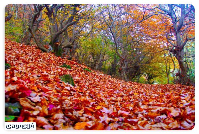 پاییز شمال کجا برویم پاییز شمال کجا برویم؟ | محبوب ترین جاذبه های پاییزی شمال