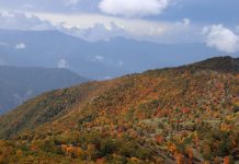 جنگل های هیرکانی | باستانیترین جنگل زنده ایران جنگل های هیرکانی