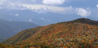 جنگل های هیرکانی | باستانیترین جنگل زنده ایران جنگل های هیرکانی