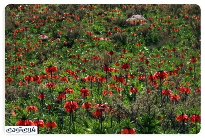 جاهای دیدنی خمین | تماشای معماری قاجاری