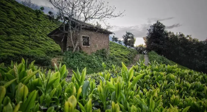 املش کجاست؟ املش کجاست؟
