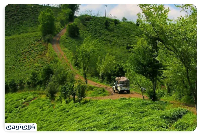 املش کجاست ییلاق های املش کجاست؟