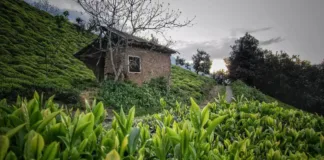 املش کجاست؟