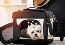 سگ داخل باکس استاندارد حمل حیوان در فرودگاه