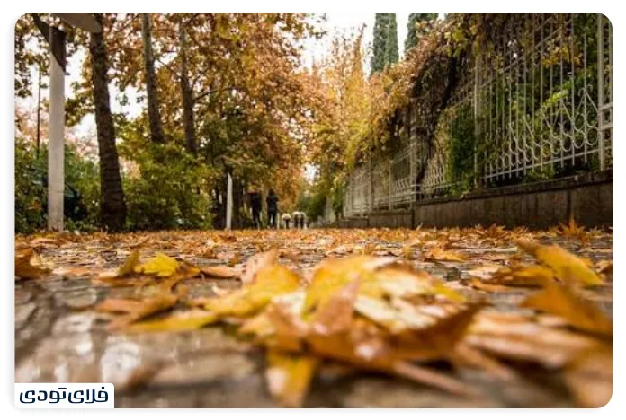 برگریزان پاییزی در باغ ارم شیراز 