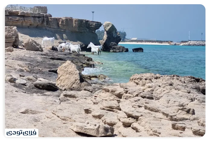 ساحل مرجان کیش