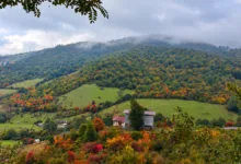 جنگل های ایران