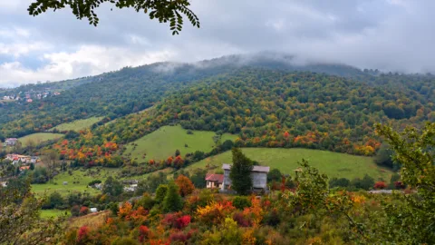 جنگل های ایران